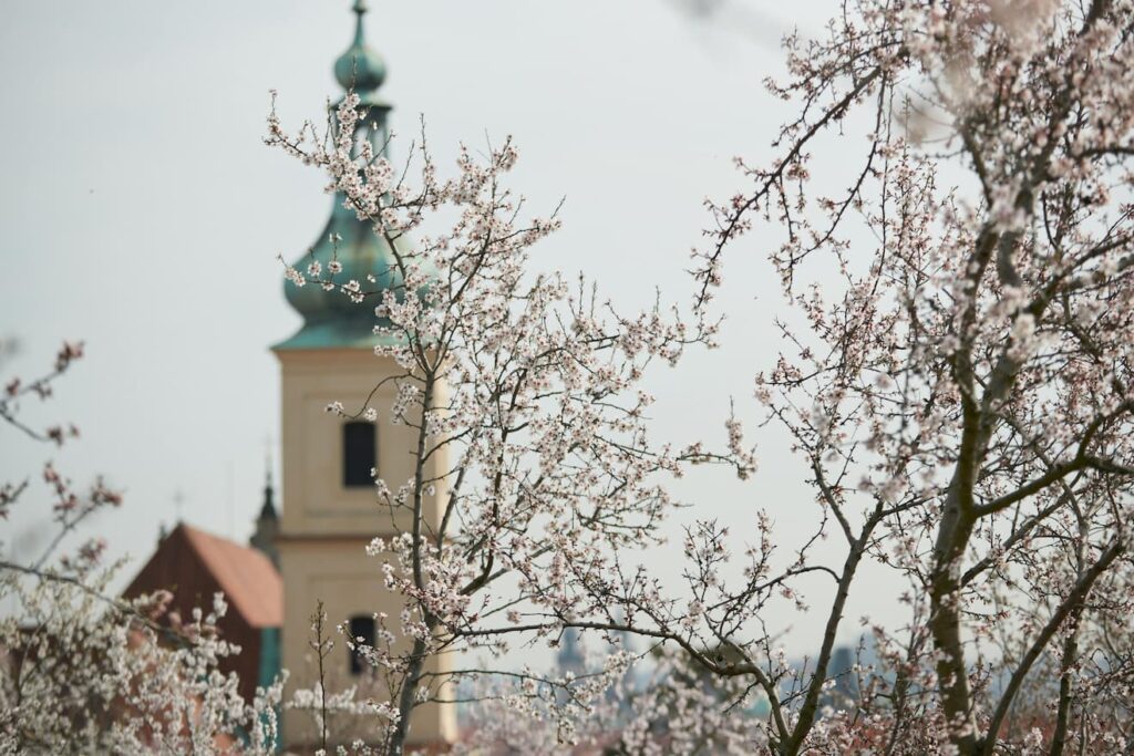 Mandelblüte Frühling Mallorca Panorama (1)